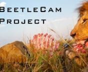 BeetleCam is a remote control buggy with a DSLR camera mounted on top. I created it in order to take close-up, wide-angle photographs of dangerous African animals.nnI have now released the results of this project... you can see the photos and find out more about the project in this blog post: http://blog.burrard-lucas.com/2012/02/beetlecam-lions-masai-mara/nnI will soon be releasing more photos and video footage from the BeetleCam Project. If you would like to be notified when this happens, plea