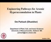 Engineering Pathways for Arsenic Hyperaccumulation in PlantsnnOm Parkash (Dhankher) nDepartment of Plant, Soil, and Insect SciencesnUniversity of Massachusetts, AmherstnnArsenic (As) contaminated soils, sediments and water supplies are major sources of food chain contamination and thereby endanger human health. We have developed a genetics-based phytoremediation strategy for arsenic, where the oxyanion arsenate (AsV) is transported above ground, reduced to arsenite (AsIII), and sequestered in th