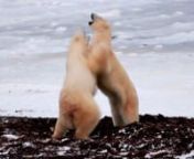 How do Polar Bears fill the downtime while waiting for the Hudson Bay to freeze over?They play fight. I&#39;ve taken some of my favorite footage from the three days I spent along the edge of the Hudson Bay just outside Churchill in the Wapusk National Park. During our stay we were surrounded by Polar Bears as they ate kelp, lounged around in the snow, and casually enjoyed the rare opportunity to socialize.nnI&#39;ve wanted to see Polar Bears in the wild for a long time, so you can imagine I was incred