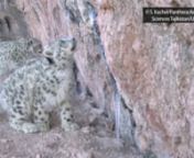 Known as the ‘Roof of the World,’ the Pamir Mountains of Tajikistan are situated at the intersection of several of Asia’s greatest mountain ranges, and fittingly may represent some of the richest habitat for ‘Asia’s Mountain Ghost’ – the elusive snow leopard.nnToday, as many as 300 of the remaining 3,500-7,000 wild snow leopards are thought to live in the Tajik Pamirs – an area which provides a potentially critical link between the southern and northern regions of the snow leopar