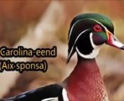 De Carolina-eend (Aix sponsa) is een kleurrijke verschijning op rustige poelen en rivieren van oostelijk Noord-Amerika. &#39;s Winters trekt hij naar het zuidelijk deel daarvan. Deze eend is vaak hoog in bomen aan te treffen en nestelt vaak verlaten spechtenholen of in nestkasten hoog boven de grond. Het is een veel gehouden sierwatervogel die in het verleden wel eens is ontsnapt. In de Benelux is de Carolina-eend daarom een exoot die men wel eens in de natuur kan tegenkomen.nnVerspreidingsgebied Zu