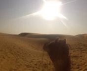 Camel trekking in Jaisalmer from car hand crush
