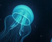 A loop of blue luminescent jellyfish gracefully swimming by.nhttp://www.bassvisuals.com/stock-footage-jellyfish-nightlightsnnFeatured in the James Bond film Skyfall.nhttp://www.bassvisuals.com/stock-footage-jellyfish-nightlights-in-james-bond-skyfall-film-news/nnBass Visuals produces stock footage for creative people who require quality content for almost any application. nnwww.BassVisuals.com