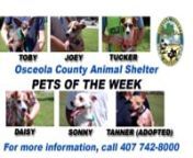 Osceola County Pets of the Week - August 8-14, 2012 - Chihuahua Parade from good breeds of cats for pets