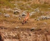 Compilation of wolf video from one year spent every day in the field.These behaviors are quite unpredictable and uncommon, but make great footage when they happen! nnThe Ethiopian Wolf (Canis simensis) is an endangered species of wolf endemic to the highlands of Ethiopia.Their total population fluctuates around 500 individuals which are spread across several sub-populations.The largest sub-population, about 250, is resident in Bale Mountains National Park south of Addis Ababa where they ar
