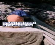 Invasive species like the parrotfish are moving into the Adriatic Sea, affecting local fish populations and local fishermen&#39;s livelihoods – the fishermen can’t sell the new species to their customers. &#60;br/&#62;&#60;br/&#62;#croatia #environment #invasivefishspecies #montenegro #adriaticsea #mediterraneansea