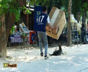 Huge Box Prank vs Sleeping Dog Very Funny Surprise Scared Reaction -Try Not To Laughing from box দের