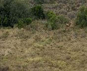 A bird in hand may be better than two in the bush, but a lioness in the bush is the worst of them all.&#60;br/&#62;&#60;br/&#62;In this jaw-dropping video, an aggressive lioness sets her sights on catching and devouring a juvenile blesbok. &#60;br/&#62;&#60;br/&#62;&#92;