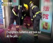 More than 20 cats and dogs were rescued from a pet shop which caught fire on Thursday morning in Hefei City, eastern China’s Anhui Province. Firefighters rushed in and took out all the pets, among which a few had passed out.