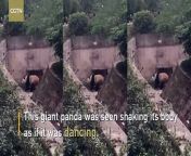 A giant panda was seen shaking its body as if it was dancing in Southwest China&#39;s Chongqing Zoo on Sunday.