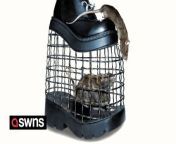 A creepy showstopper has hit New York fashion week - in the form of boots housing rats.&#60;br/&#62;&#60;br/&#62;The one-of-a-kind footwear made its debut sitting front row at The Blonds fashion brand show on Saturday (10 Feb).&#60;br/&#62;&#60;br/&#62;The black leather knee-high boots feature a cage on each sole with a real stuffed rat inside.&#60;br/&#62;&#60;br/&#62;Designers Uncommon Creative Studio have dubbed their so-called RATBOOT &#92;