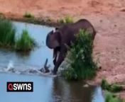 An angry crocodile twice lunged at elephants while they were drinking from a waterhole.&#60;br/&#62;&#60;br/&#62;Guests at Victoria Falls Safari Lodge, Zimbabwe, were treated to the epic sight as a herd of elephants enjoyed a drink just 50metres from the viewing deck.&#60;br/&#62;&#60;br/&#62;Amazing footage – which has been viewed more than 273,000 times online – shows a huge reptile suddenly lunge from the water and bite at one of the massive animal’s legs.&#60;br/&#62;&#60;br/&#62;Just a few moments later the same crocodile lunged at another elephant, this time sending four of the animals scurrying for safety.&#60;br/&#62;&#60;br/&#62;A spokesperson for the lodge said: “Most who saw it happen were astonished, while others understood that the crocodile was behaving in a territorial manner and protecting his space.
