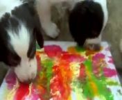 A dog rescue charity has shared video on how it gets its pups to paint portraits as it prepares for a fun fundraising auction.&#60;br/&#62;&#60;br/&#62;Jerry Green Dog Rescue has been busy getting their residents to create art masterpieces.&#60;br/&#62;&#60;br/&#62;The method involves using paints on canvas and zip lock bags as a barrier.