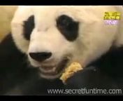 Watch this mama panda bear freak out when her baby sneezes. That&#39;s one spicy meatball! &#60;br/&#62;