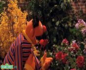 If you&#39;re watching videos with your preschooler and would like to do so in a safe, child-friendly environment, please join us at http://www.sesamestreet.org&#60;br/&#62;&#60;br/&#62;Ernie sings a song about wondering.&#60;br/&#62;&#60;br/&#62;Sesame Street is a production of Sesame Workshop, a nonprofit educational organization which also produces Pinky Dinky Doo, The Electric Company, and other programs for children around the world.