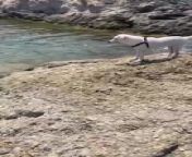 One summer, this one-year-old dog, Indra, went to the sea with her owner. After walking over a long stoned path, she spotted her owner swimming. When the owner called for her to jump into the water, she took a moment to think and then bravely leaped in and swam.