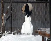 Toronto Zoo Keepers made giant panda Da Mao a snowman for enrichment! Watch as he plays with, or rather disassembles, their creation.