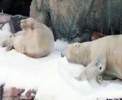 Polar Bear Plunge at the San Diego Zoo was transformed into a winter wonderland early this morning, as nearly 26 tons of glistening white snow blanketed the polar bear exhibit. The three bears—Kalluk, Tatqiq and Chinook—showed their excitement by frolicking in the snow. They rolled around in the fresh powder and wrestled with each other all morning long. Animal care staff also scattered yams, carrots, melons and beef femur bones throughout the exhibit as added enrichment, and watched as the bears pounced and dug for their prizes.