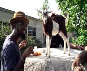 Whose billy goat is this? --- Live from Goat Mountain at Indiana State Fairgrounds &amp; Event Center. Filmed by Everyday Lavan Photography. Check out Anthony Hamilton on FB!