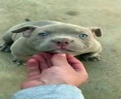 8 weeks old pitbull with blue eyes from amp pitbull