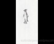 A pencil sketch, of a macaroni penguin. Drawn by Scott Snider. Uploaded 04-07-2024.