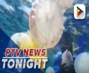 Massive jellyfish swarms hit Venezuelan fishermen&#60;br/&#62;