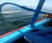 Shark fishing in bali from bali by belal video hd