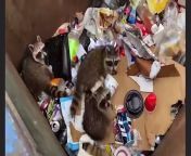 Small animals fell inside because of hunger from video big girl and small boy