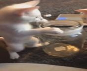This person caught their cat behaving hilariously around a glass jar. They watched the cat hop into the jar and fit himself inside it without much effort.&#60;br/&#62;&#60;br/&#62;“The underlying music rights are not available for license. For use of the video with the track(s) contained therein, please contact the music publisher(s) or relevant rightsholder(s).”