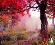 30 MinutesRelaxing Meditation Music • Inspiring Music, Sleepand calm anxiety (Red leaves) @432Hz from cafe ho