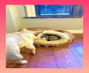 Bunch of cats gets bullied by dogs in very hilarious