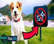 We don&#39;t condone breaking the law, but come on. Welcome to WatchMojo, and today we’re counting down our picks for the most common laws that everyone has probably broken.