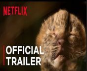 A film crew follows two leopard cubs as they make the fascinating journey from infancy into adulthood in this up-close-and-personal nature documentary.&#60;br/&#62;