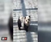 Watch: China zoo paints dogs to look like pandas from panda finger family