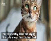 Ever wondered how cats always stick their landing? Here’s the science behind it, however, please don’t try this at home with your furry pal.