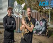 Launceston artist James Cowan has completed a mural for Just Cats Tasmania. Video by Aaron Smith (10/5/2024)