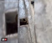 The chilling way to catch a cobra from a drain from way of the cross ትክቶክ