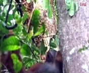 An orangutan appeared to treat a wound with medicine from a tropical plant— the latest example of how some animals attempt to soothe their own ills with remedies found in the wild, according to a new study.