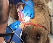 A Brit performed life-saving dental surgery on a BEAR - after it was unable to eat properly due to its broken teeth and decaying gums. &#60;br/&#62;&#60;br/&#62;Misha, a 25-year-old a brown bear, was rescued in 2023 by UK NGO International Animal Rescue (IAR) and its partners FPWC in Armenia.&#60;br/&#62;