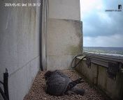 A tiny chick has hatched from one of four eggs laid by peregrine falcons nesting on the University of Leeds’ Parkinson Tower today. &#60;br/&#62;&#60;br/&#62;This year, the birds of prey have laid four eggs. So far, one chick hatched at 2.43pm today after a month-long incubation period.&#60;br/&#62;&#60;br/&#62;Video: The University of Leeds