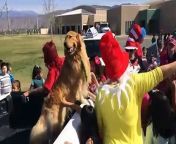 Dog Runs For Mayor And Wins from juventus 2018
