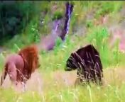 Lion vs bear from gummy bear song for youtube