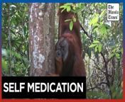 Orangutan seen treating wound with medicinal plants&#60;br/&#62;&#60;br/&#62;Scientists have observed an orangutan applying medicinal herbs to a face wound in an apparently successful attempt to heal an injury, the first time such behavior has been recorded. The apparent treatment seen by researchers in Indonesia in 2022, and reported in the journal Nature Scientific Reports on 2 May, is the first time a wild animal has been seen applying medicinal plants to a wound.&#60;br/&#62;&#60;br/&#62;Video by AFP&#60;br/&#62;&#60;br/&#62;Subscribe to The Manila Times Channel - https://tmt.ph/YTSubscribe &#60;br/&#62;Visit our website at https://www.manilatimes.net &#60;br/&#62; &#60;br/&#62;Follow us: &#60;br/&#62;Facebook - https://tmt.ph/facebook &#60;br/&#62;Instagram - https://tmt.ph/instagram &#60;br/&#62;Twitter - https://tmt.ph/twitter &#60;br/&#62;DailyMotion - https://tmt.ph/dailymotion &#60;br/&#62; &#60;br/&#62;Subscribe to our Digital Edition - https://tmt.ph/digital &#60;br/&#62; &#60;br/&#62;Check out our Podcasts: &#60;br/&#62;Spotify - https://tmt.ph/spotify &#60;br/&#62;Apple Podcasts - https://tmt.ph/applepodcasts &#60;br/&#62;Amazon Music - https://tmt.ph/amazonmusic &#60;br/&#62;Deezer: https://tmt.ph/deezer &#60;br/&#62;Tune In: https://tmt.ph/tunein&#60;br/&#62; &#60;br/&#62;#TheManilaTimes &#60;br/&#62;#worldnews &#60;br/&#62;#medication &#60;br/&#62;#orangutan