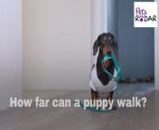 Wondering how far can a puppy walk depending on their age? &#60;br/&#62;We’ve asked a vet for the answer.