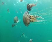 Even though jellyfish have been thriving for millions of years, there&#39;s suprisingly little research into these elusive marine creatures. Now scientists are trying to find out more about them, and the critical role they play in ocean ecosystem.