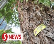 In its latest periodic inspection, Kuala Lumpur City Hall (DBKL)-appointed certified arborists have identified 28 trees in the city as high risk, and will be felled soon.&#60;br/&#62;&#60;br/&#62;Read more at https://shorturl.at/nBVY7&#60;br/&#62;&#60;br/&#62;WATCH MORE: https://thestartv.com/c/news&#60;br/&#62;SUBSCRIBE: https://cutt.ly/TheStar&#60;br/&#62;LIKE: https://fb.com/TheStarOnline