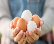 Some egg brands treat their chickens and farmers just right, while others are hiding behind brutal and dangerous practices. Here are the best and worst brands to keep an eye out for.