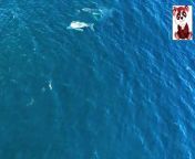 Welcome to our article on the wonders of the Blue Whale, the largest mammal in the ocean. These magnificent creatures are not only awe-inspiring in size, but they also play a crucial role in marine life and the delicate balance of our oceans. However, their status as an endangered species calls for urgent conservation efforts to ensure their preservation.&#60;br/&#62;&#60;br/&#62;https://egeg77.blogspot.com/2024/03/httpsegeg77.blogspot.com202403blog-post.html.html&#60;br/&#62;