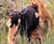 Most Amazing Moments Of Wild Animal 2023 Wild Discovery Anima25ls.Let&#39;s Explore the Animal Planet: Lions vs Warthog &#124; Warthog Fight Lion To Save Another Warthog&#60;br/&#62;Welcome to Wild Animals Things . watchthe full Predators:https://stfly.xyz/6GHsb