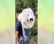 Cute And Funny Pets | Try Not To Laugh To These Pets Compilation from funny  videos chris 3gp Watch Video 
